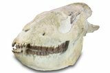 Fossil Running Rhino (Hyracodon) Skull - South Dakota #280259-3